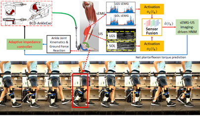 Ankle exoskeleton assist-as-needed control
