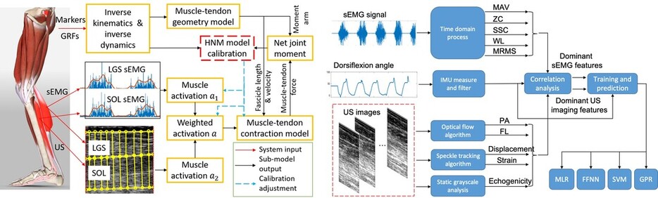 Neuromuscular modeling with mode-based and model-free approaches